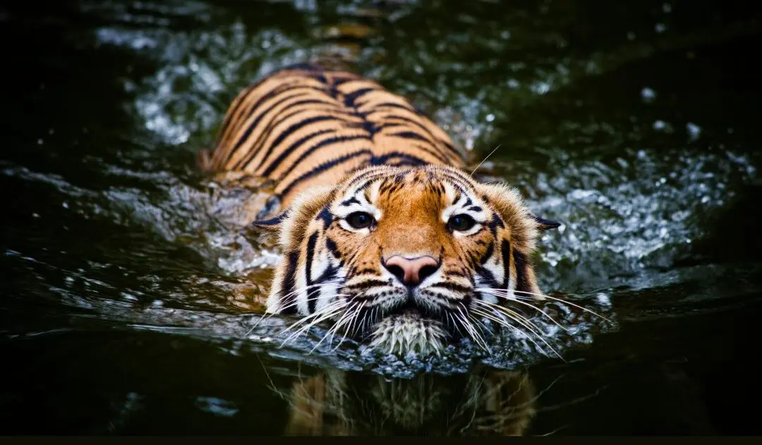 A Tiger swimming in a lake