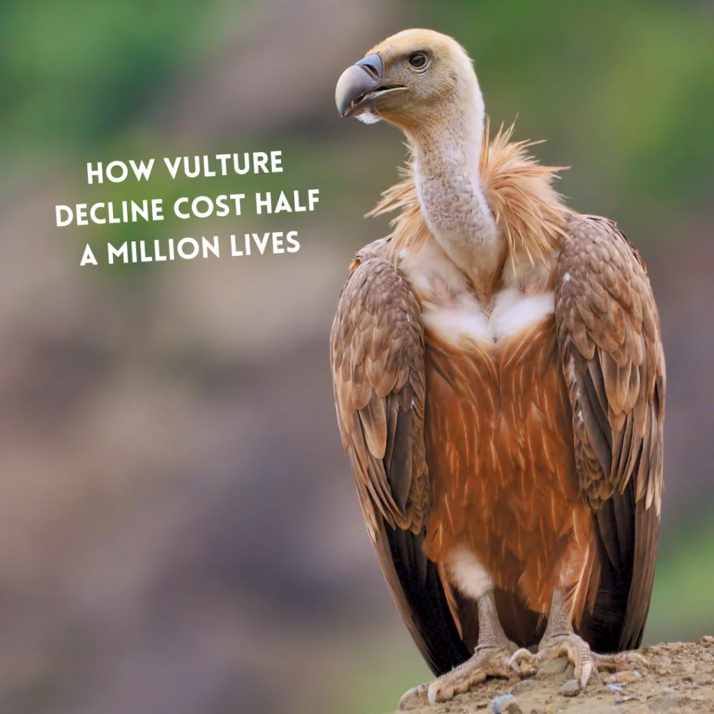 India's skies once swarmed with vultures, nature’s cleanup crew. A deadly drug wiped them out, leaving a trail of half a million human deaths.