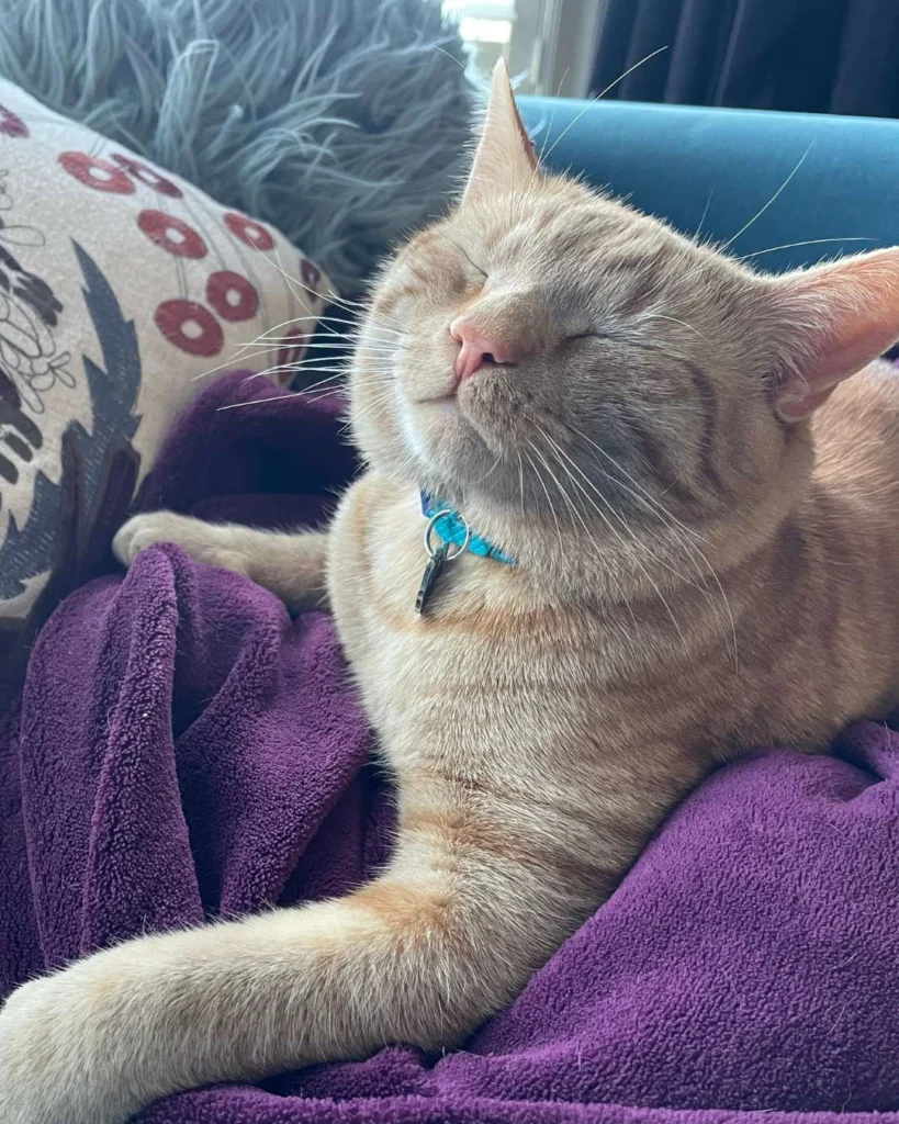 Cats Around the World Blog showing Kenny our rescue cat