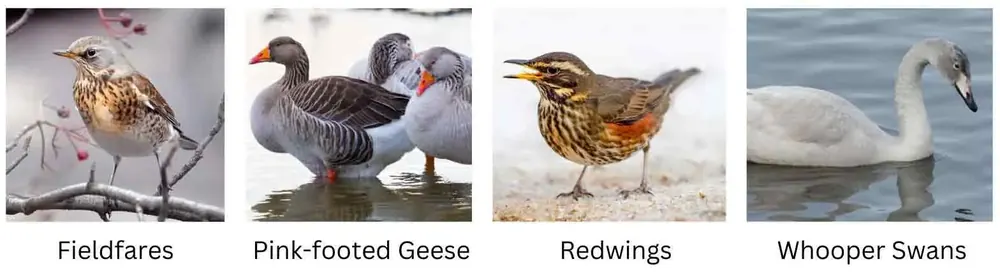 Birds to illustrate our blog about what happens in nature in November – hedgehogs, wild boar, fungi, migrating birds and more. Explore biomimicry, wildlife tips and family activities.
