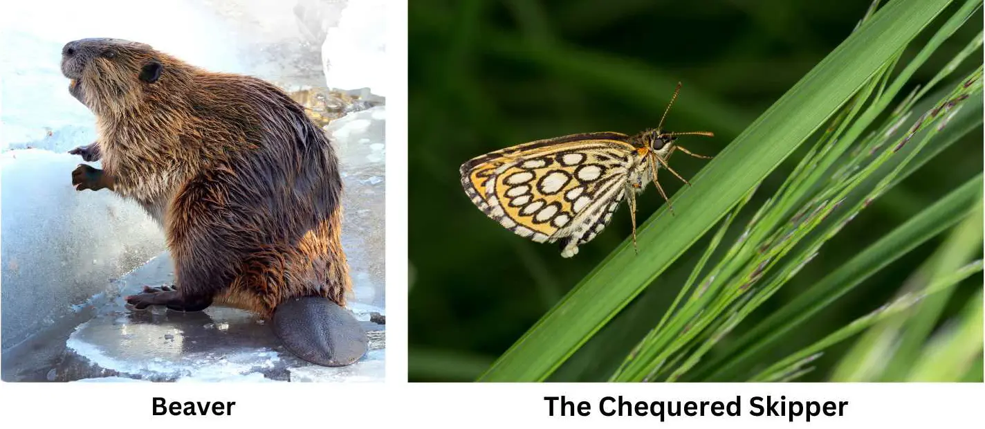 In the UK, the Back from the Brink programme has officially put 96 priority species on the road to recovery. uch as te Chequered Skipper and beavers.