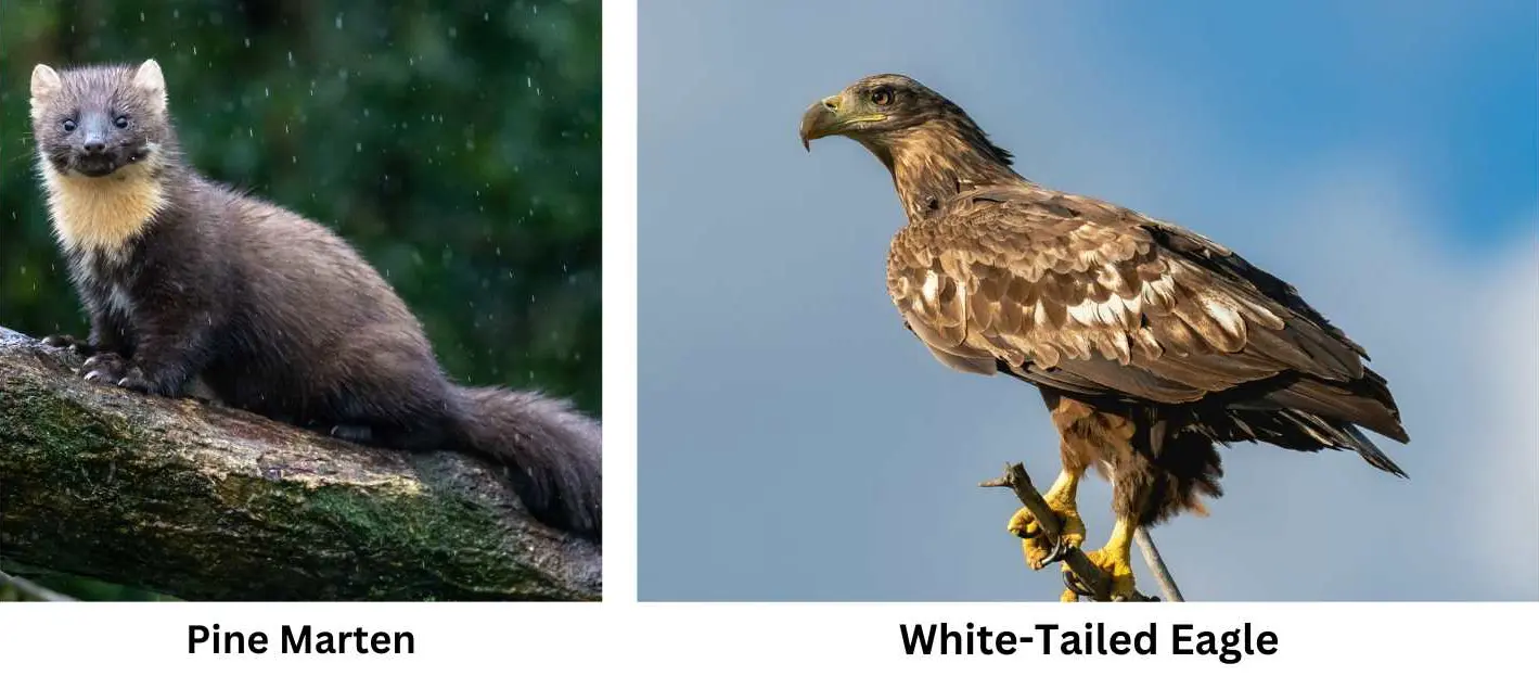 In the UK, the Back from the Brink programme has officially put 96 priority species on the road to recovery. uch as te Pine Martens and White Tailed Eagles.