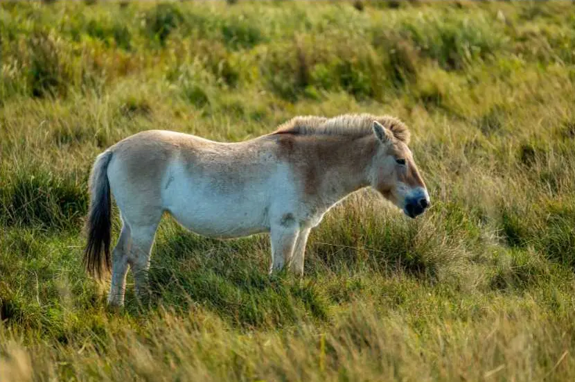 The Przewalski’s horse (or takhi) is the only truly wild horse left on Earth. After being declared extinct in the wild in the late 1960s, a massive global effort has brought them home.