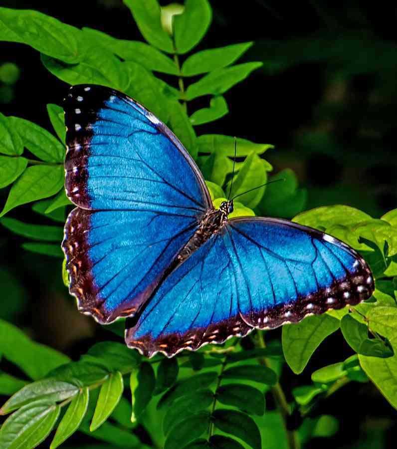 Blue butterfly