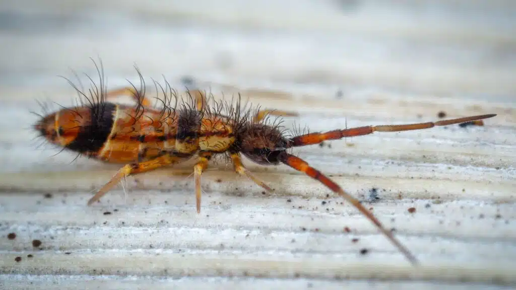 A picture of a springtail. Springtails are omnivorous, free-living organisms that prefer moist conditions.