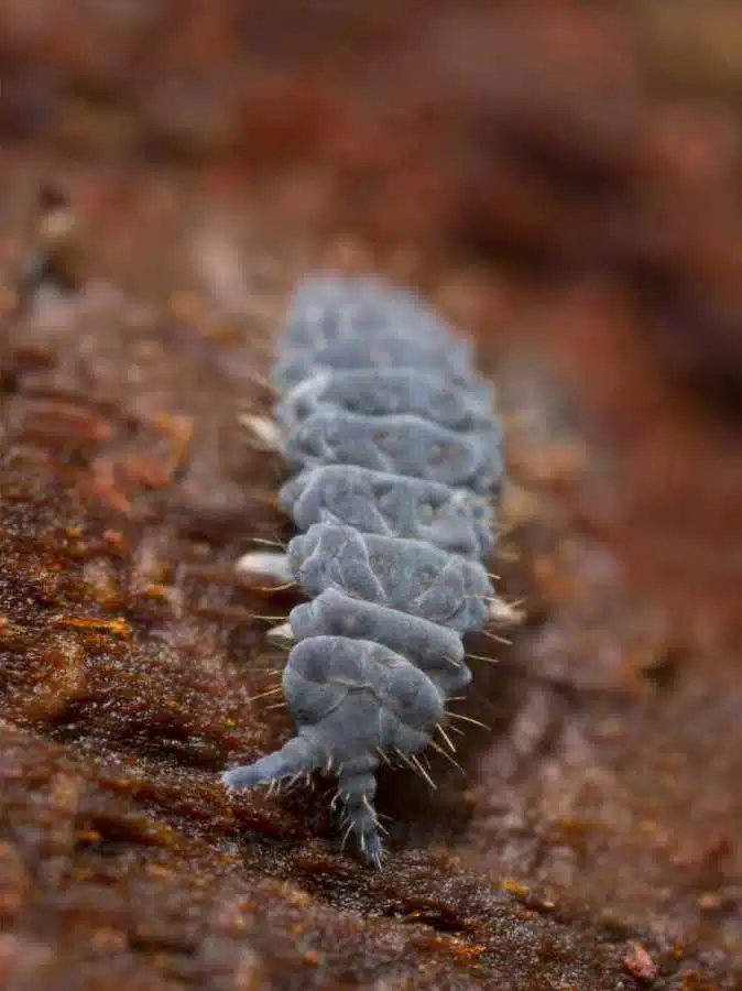 A picture of a springtail. Springtails are omnivorous, free-living organisms that prefer moist conditions.