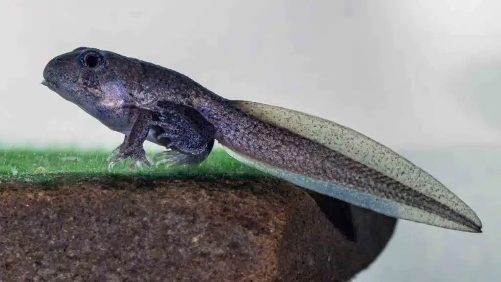 Tadpoles and the transformation stages of Frogs