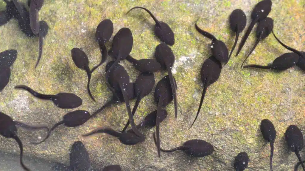 Tadpoles and the transformation stages of Frogs