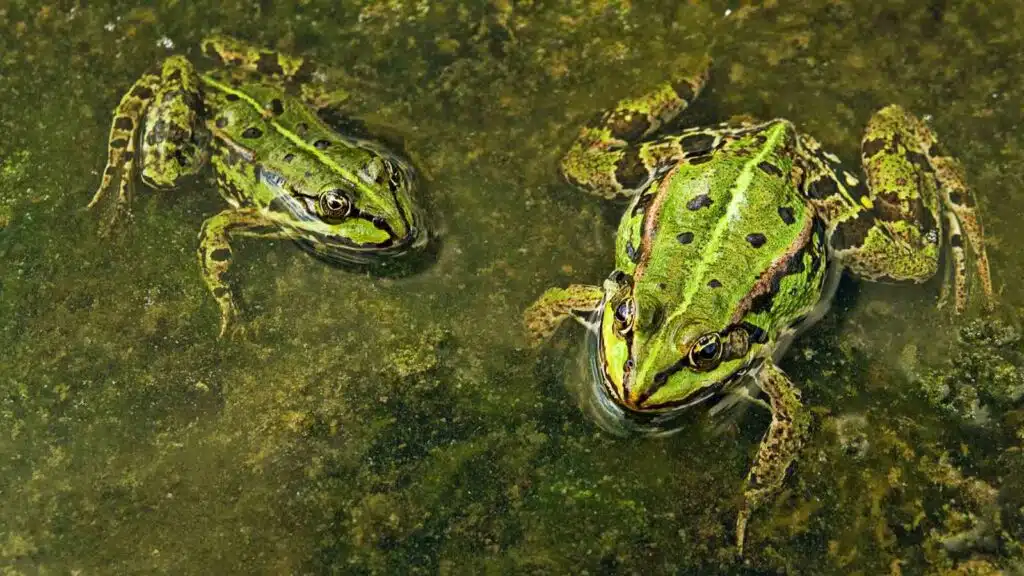 The transformation stages of Frogs