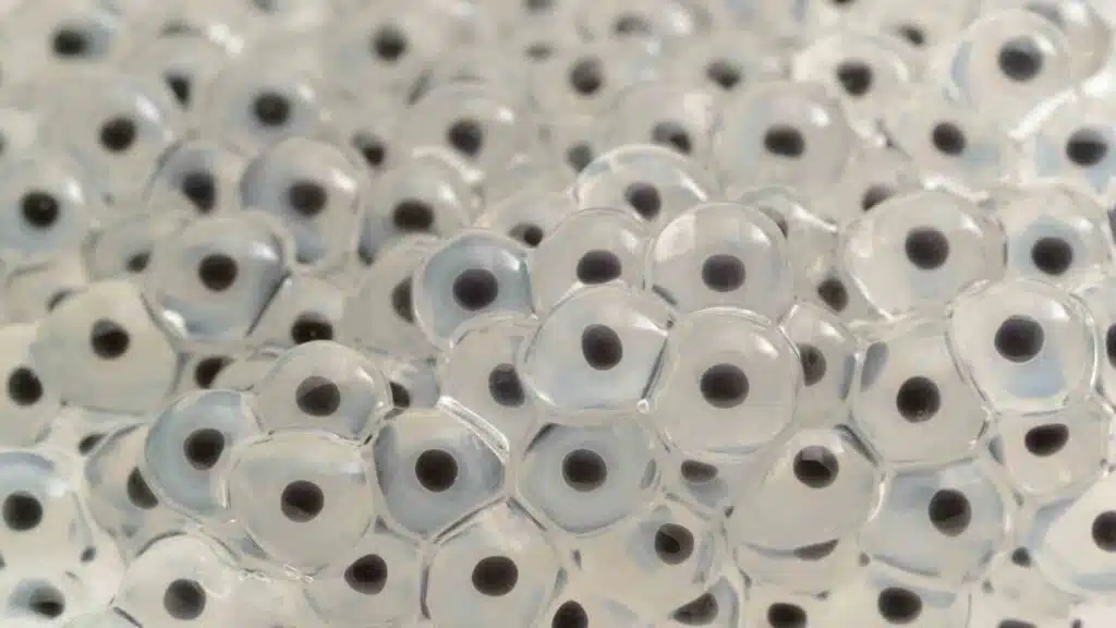 Frogspawn and the transformation stages of Frogs