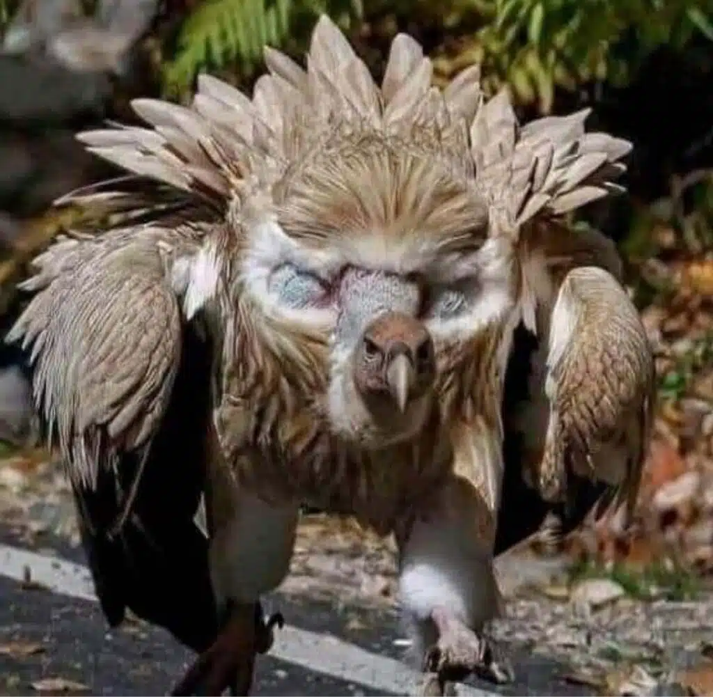 The Himalayan griffon vulture can raise feathers around its head to create a dramatic circular facial shape. The pale ruff emphasises the eyes, making them appear larger and more intense.