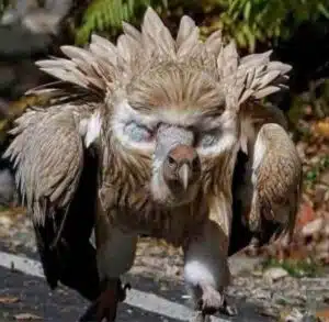 The Himalayan griffon vulture can raise feathers around its head to create a dramatic circular facial shape. The pale ruff emphasises the eyes, making them appear larger and more intense.