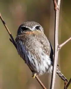 The Northern pygmy owl has dark patches on the back of its head that resemble eyes. These markings may help deter attacks from behind.