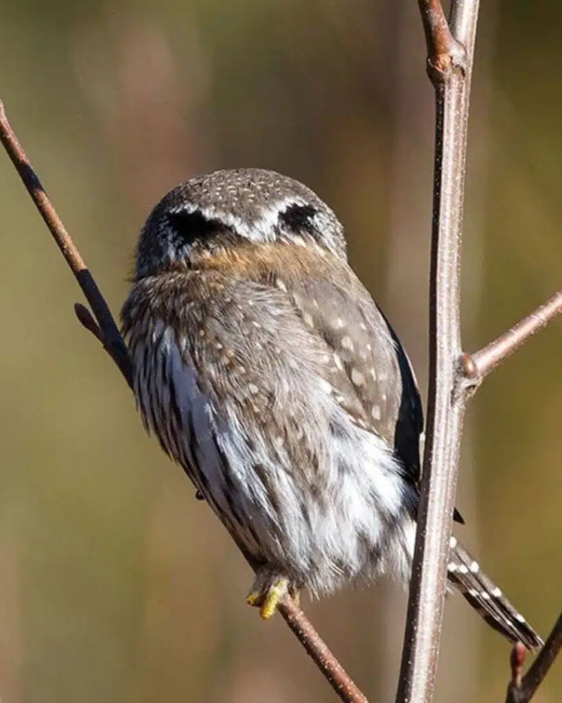 The Northern pygmy owl has dark patches on the back of its head that resemble eyes. These markings may help deter attacks from behind.