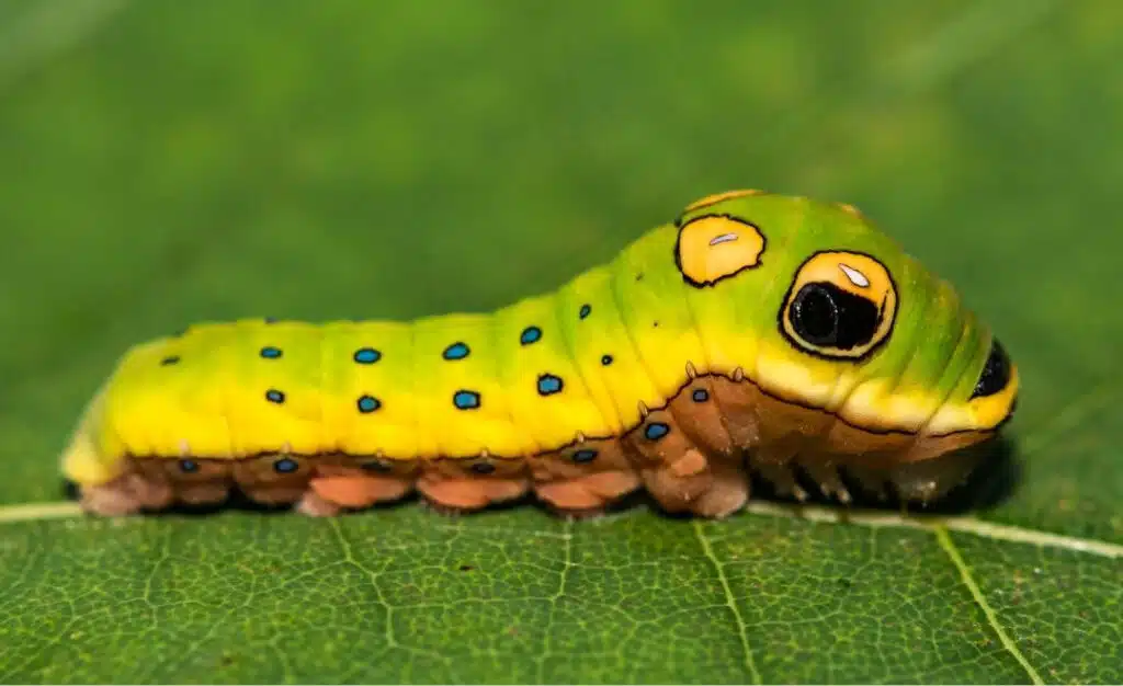 The spicebush swallowtail caterpillar creates one of the most convincing false faces in nature.