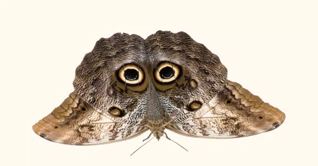 Owl butterflies display enormous eye spots that resemble an owl’s face. Birds may hesitate because owls prey on them.