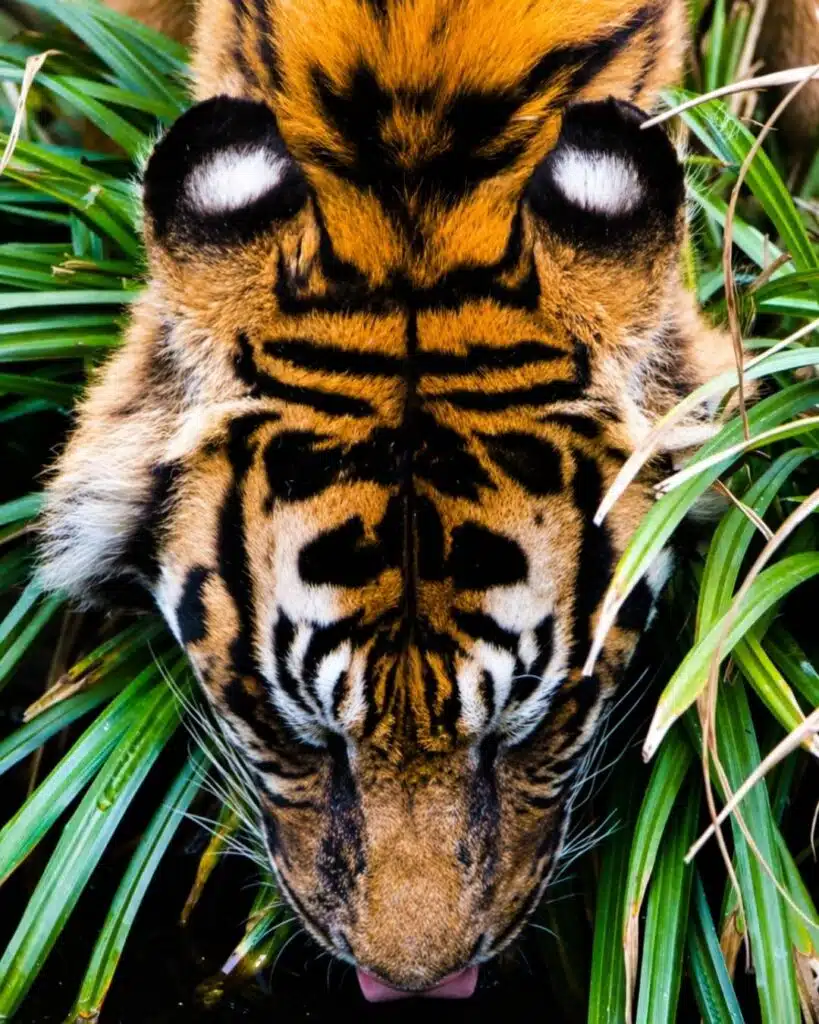 A tiger drinking water: Tigers have white circular patches on the backs of their ears that resemble staring eyes.