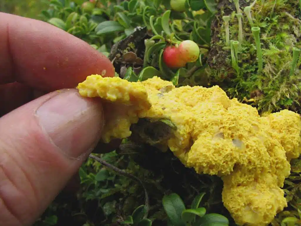 Slime mould on the ground