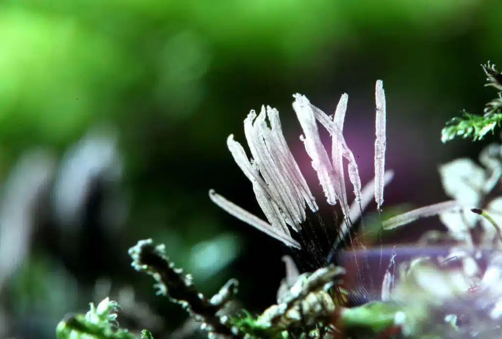 Slime mould on the ground