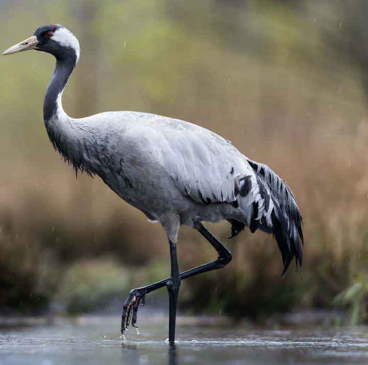 The endangered Crane in UK