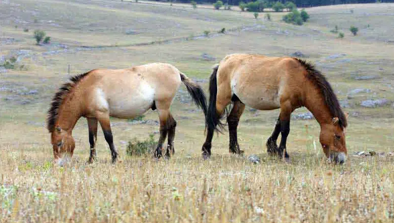 The endangered Przewalski's horses