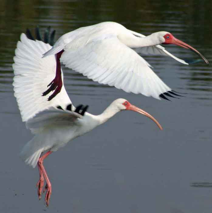Eight crested ibises have been released into the wild in Japan