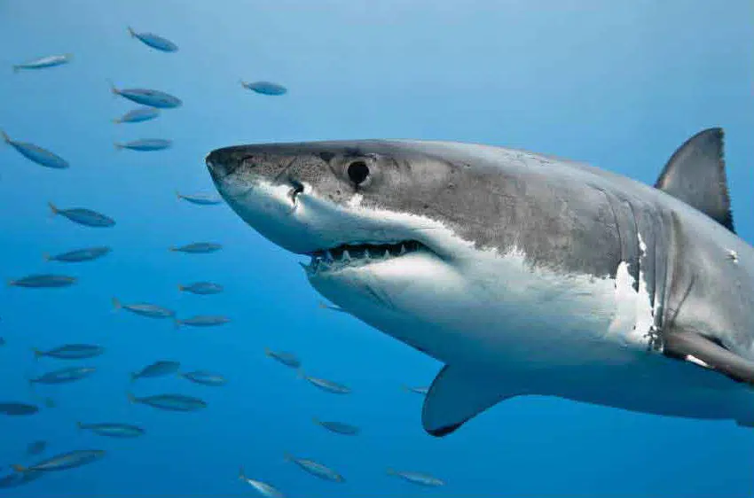 white shark