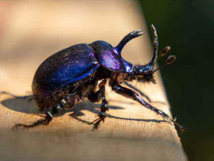 A stag beetle in UK