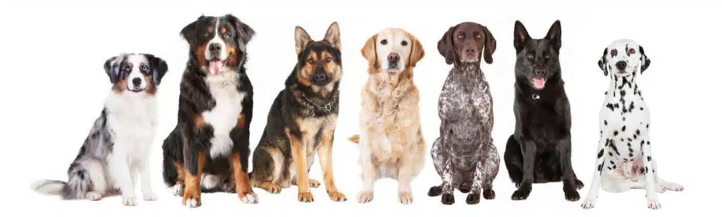 Dog breeds in a row