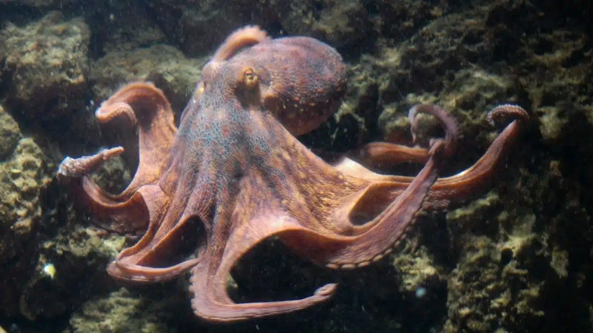 Discover how octopus skin inspired scientists to create a shape-shifting material that changes colour, texture and shape.