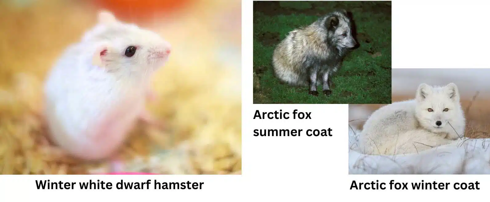 Arctic fox showing seasonal coat changes and a Djungarian hamster.