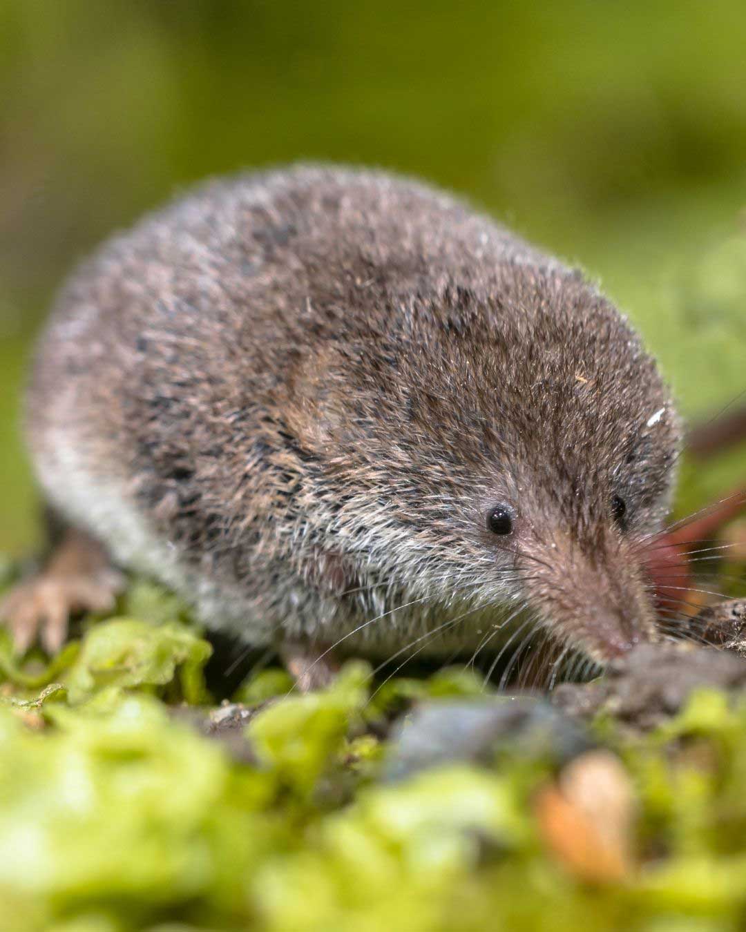 Pygmy shrew, Sorex minutus. Pygmy shrews also undergo Dehnel’s phenomenon, shrinking parts of their skull and brain during winter.