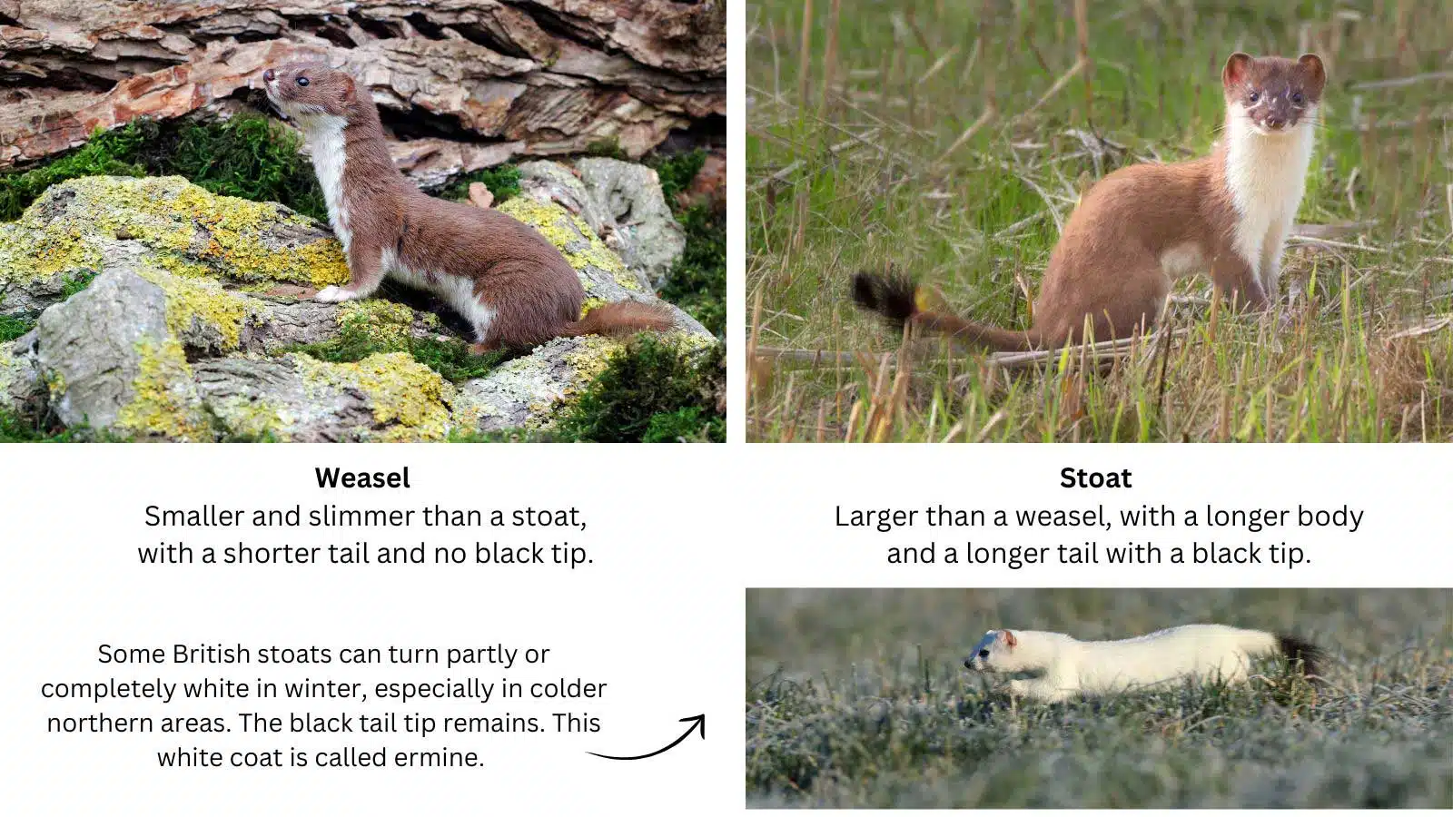 Comparison of a weasel and stoat, including a stoat in its white winter ermine coat.