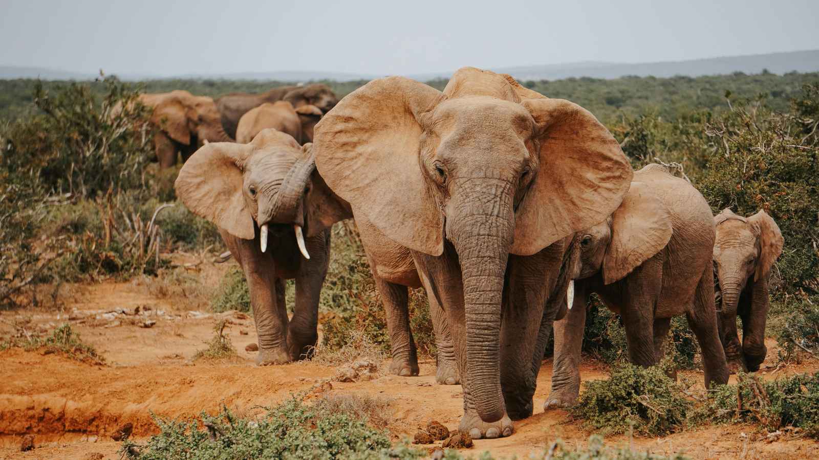 A herd of elephants walking