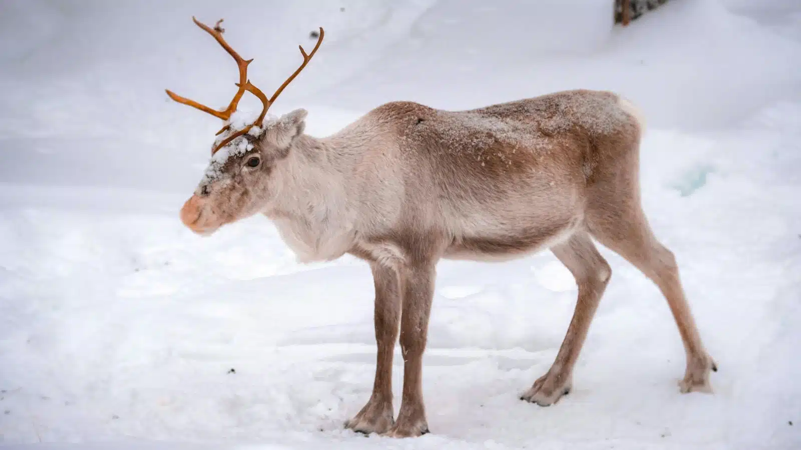 Reindeer adapted to Arctic winter conditions.