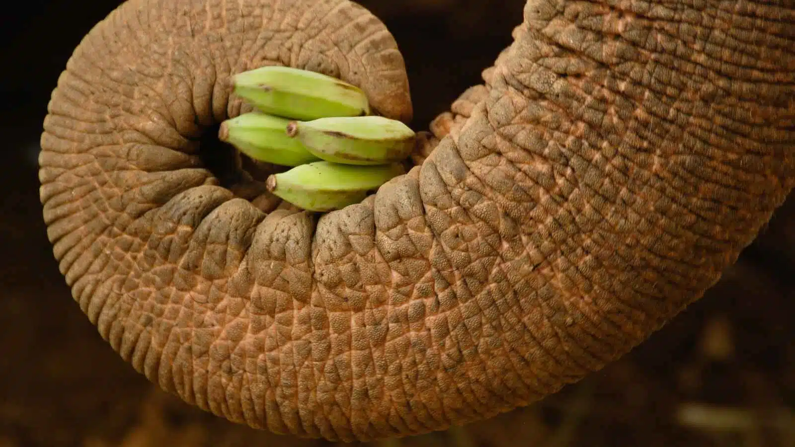 A herd of elephants walking